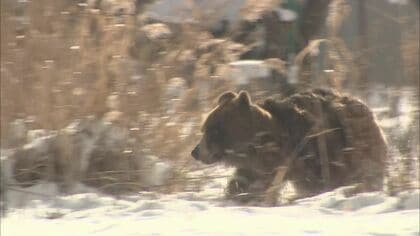 クマ出没で住宅街は騒然 「来た来た来た」「避難して」周辺駆け回り襲いかかるそぶりも 緊迫の一部始終【北海道発】