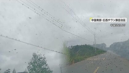 目の前を飛ぶツバメの大群…突然落下しそのまま死ぬ　一体何が？「気温低下」原因か　専門家「農薬による食物汚染の可能性」指摘