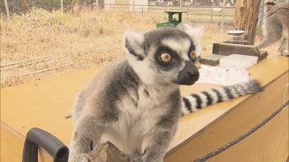 3～4年かけリニューアル…日本モンキーセンターが10月から休園へ「世界一サルを幸せにする動物園」をテーマに再生へ