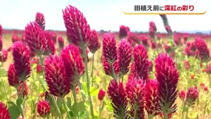 水田に広がる深紅のじゅうたん　イチゴに似た「クリムソンクローバー」咲き誇る　刈り取りコメ作りの肥料に　福井