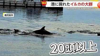 独自】「本当にびっくり仰天」港に“20頭以上”の大群で泳ぐイルカ出現