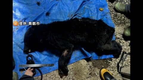 住宅軒下に…親子とみられるクマ2頭駆除　体重25キロのメスと5キロのオス　京都府では初となる緊急銃猟実施　京都・舞鶴市