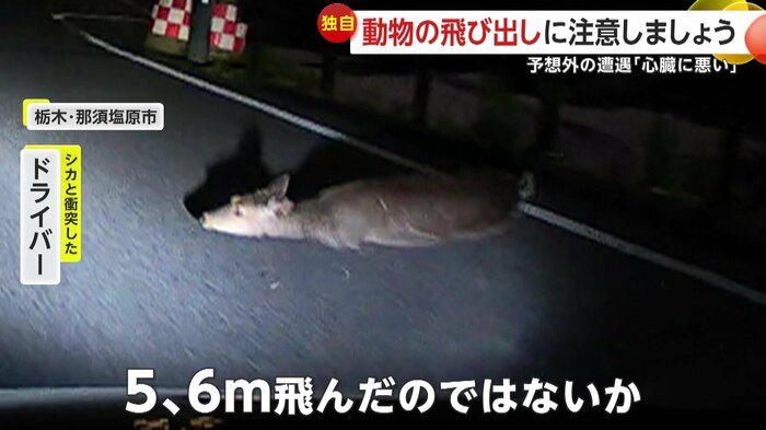 撮影者が衝突したシカ(視聴者提供)