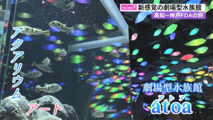 劇場型水族館「átoa(アトア)」