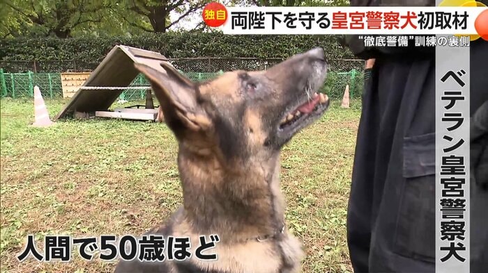 ジャーマン・シェパードのカペル号(5)