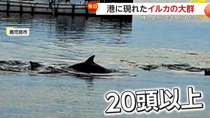 20頭以上もの群れで泳いでいたイルカたち(FNN投稿サイト「ビデオPost」)