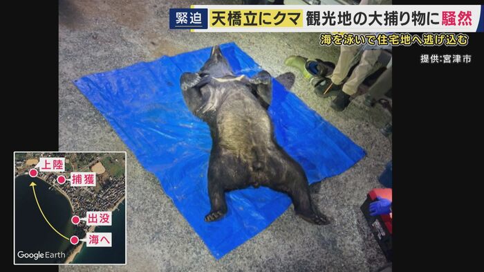 捕獲されたクマ
