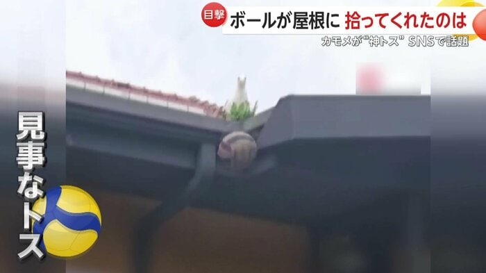 カモメが落としたボール（IHA）