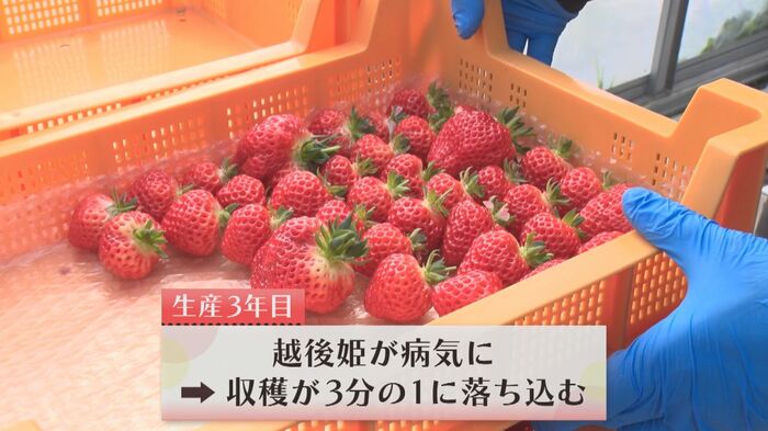 3年目は3分の1の収量に