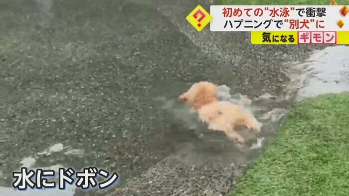 (FNN投稿サイト「ビデオPost」)