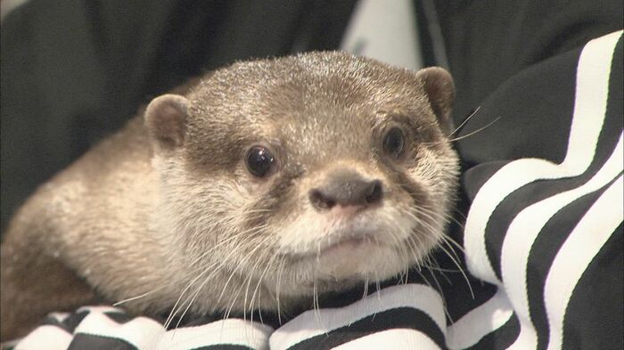 実在するカワウソの『ちぃたん☆』