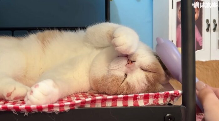 4月19日投稿のてんぷらくんの様子。専用部屋の中でマッサージされてウットリ