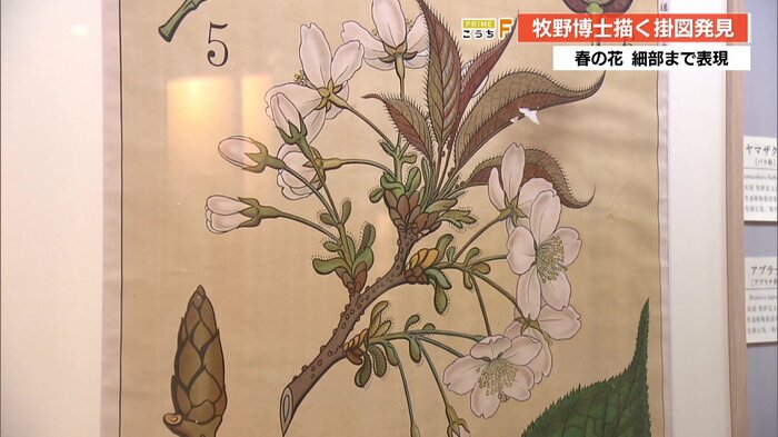 牧野富太郎博士直筆「ヤマザクラ」の掛図