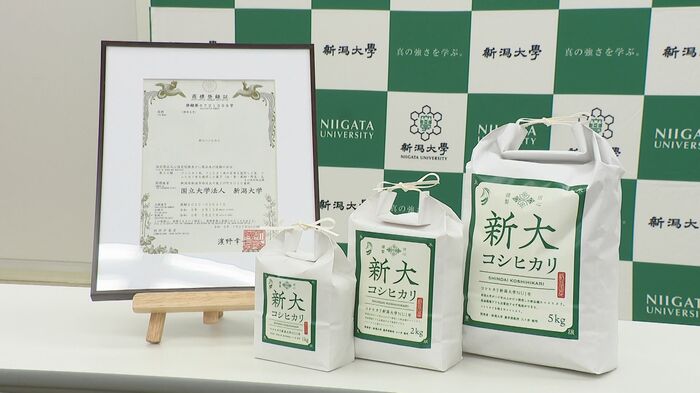 新大コシヒカリ