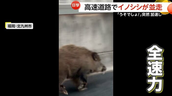 全速力でダッシュしたイノシシ（視聴者撮影）