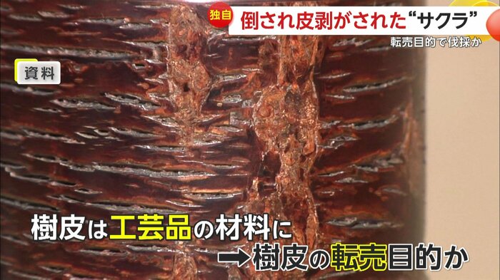 工芸品の材料に使われるヤマザクラの樹皮