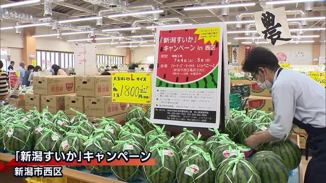 砂丘地で栽培 新潟市西区特産のスイカをPR 農産物直売所「いっぺこ~と」