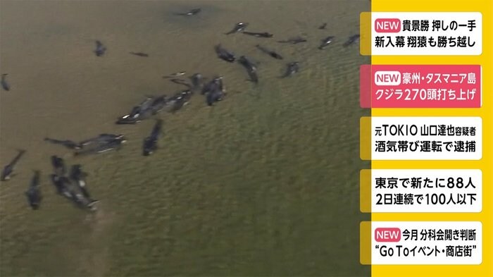 クジラ270頭が浅瀬に打ち上げ オーストラリア・タスマニア島