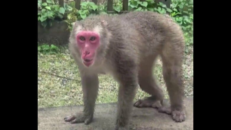 【独自】「窓が割れるんじゃ?!」怒ったサルが突進　“網戸”こじ開けて一直線に…専門家「エサになる作物を植えないこと」｜FNNプライムオンライン
