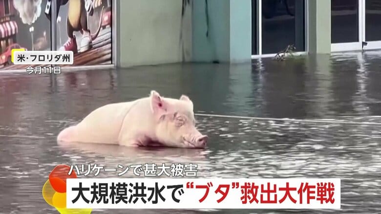 大規模洪水で“ブタ救出大作戦”…助けたいのにかたくなに抵抗　ハリケーン「ミルトン」の甚大被害で数十匹の動物救助　アメリカ｜FNNプライムオンライン