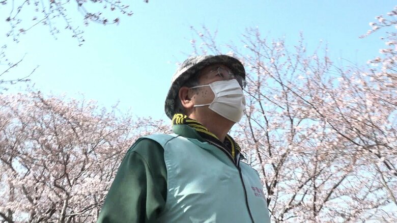 街の誇りを守りたい…桜の名所「宮川堤」多くの樹で寿命近づく　老木再生へプロジェクトメンバーの奮闘｜FNNプライムオンライン
