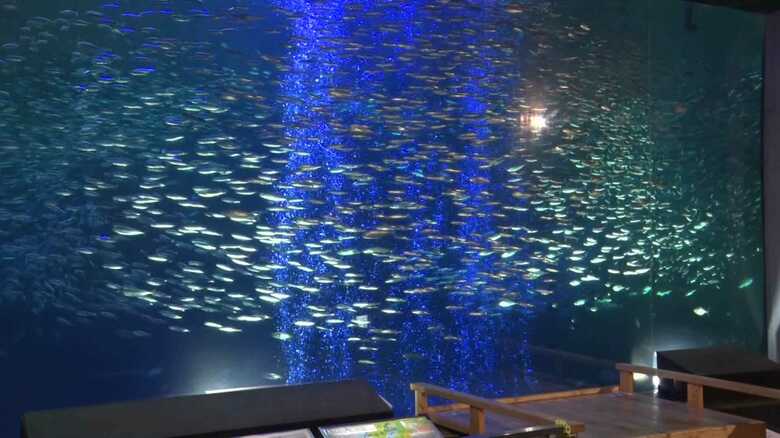 苦境の水族館が考案！マイワシの水中ショー　約1万匹を誘導し光と泡で魅せる…飼育員「生き物の命を輝かせるのが使命」｜FNNプライムオンライン