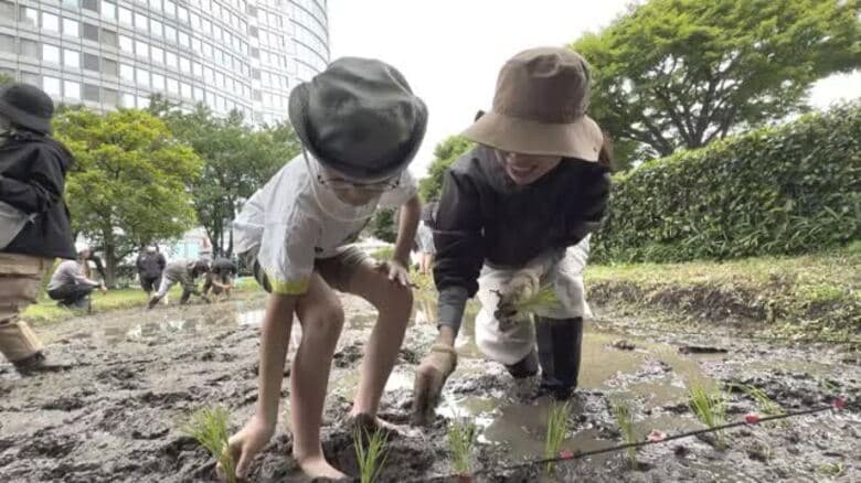 六本木ヒルズ屋上で「ひめの凜」田植え　都心で愛媛のブランド米ＰＲ　特設水田に「キャー」【愛媛】｜FNNプライムオンライン
