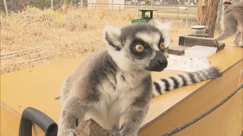 3～4年かけリニューアル…日本モンキーセンターが10月から休園へ「世界一サルを幸せにする動物園」をテーマに再生へ｜FNNプライムオンライン