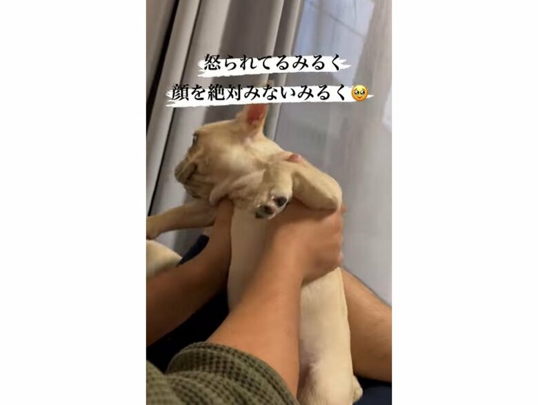 提供:みるくちゃん