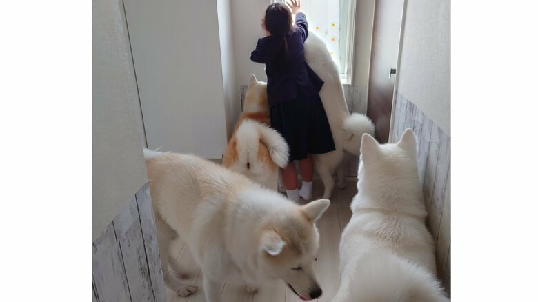 窓を開ける次女さんとワンちゃんたち