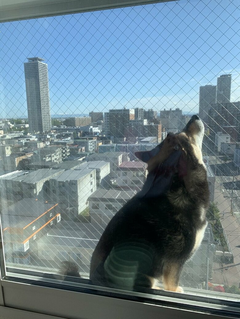 夏の定位置　二重窓の隙間