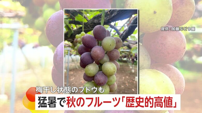 【画像】猛暑の影響を受けた巨峰…色はまだらで梅干し状態のものも