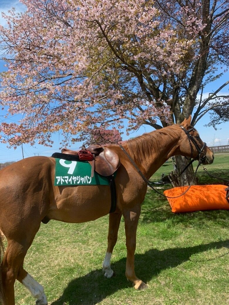 桜とアドマイヤジャパン