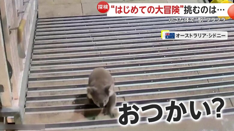 1段1段短い手足で階段をのぼっていたコアラ（4日、オーストラリア・シドニーの駅）