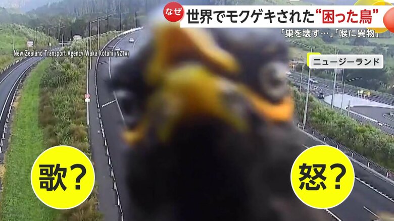 歌っているのか、それとも怒っているのか必死に口をパクパクさせているムクドリ