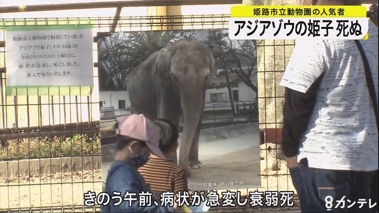 姫路市立動物園の人気者・アジアゾウの「姫子」死ぬ 43歳