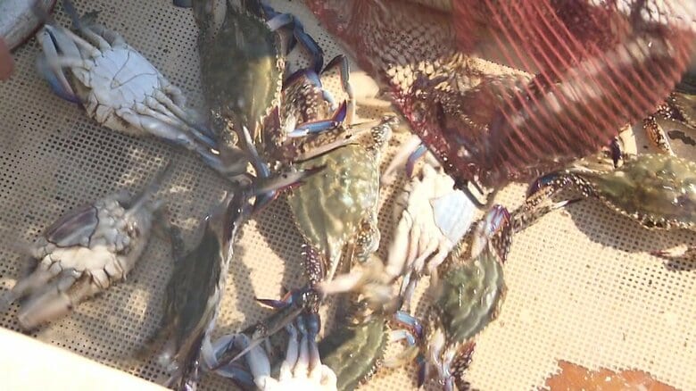 美味で知られる有明海の「竹崎カニ」