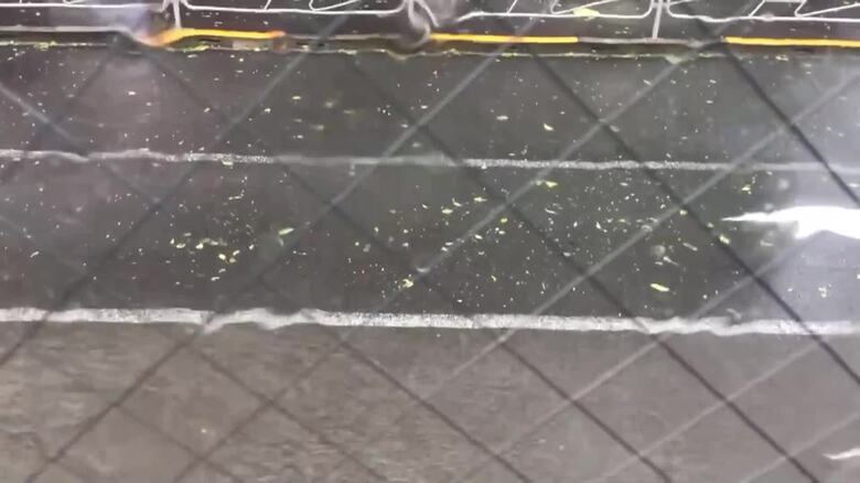 ひょうの被害の様子