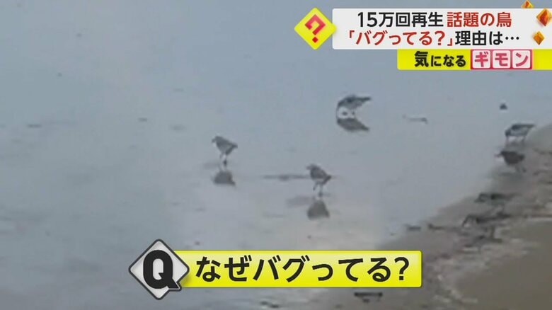 撮影されたのは、ほとんどがミユビシギという渡り鳥だ