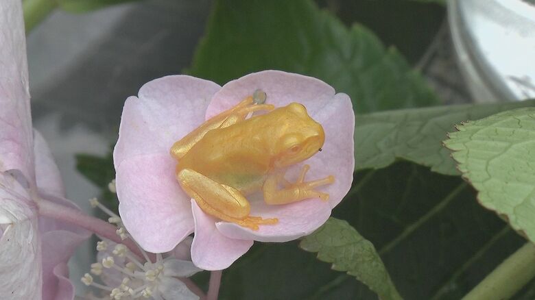 金色のカエル