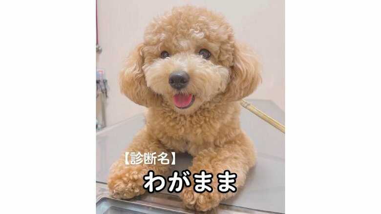 診断名：わがまま