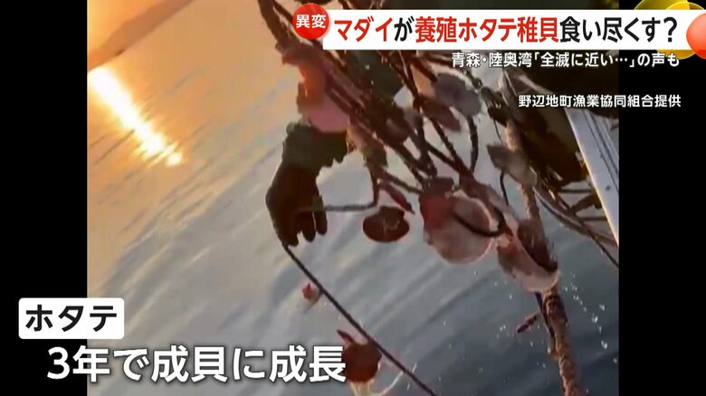 成貝に成長するまでに、3年ほど掛かるというホタテ