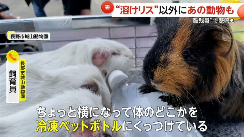 横になり体を冷凍ペットボトルにくっつけて体を冷やすモルモット