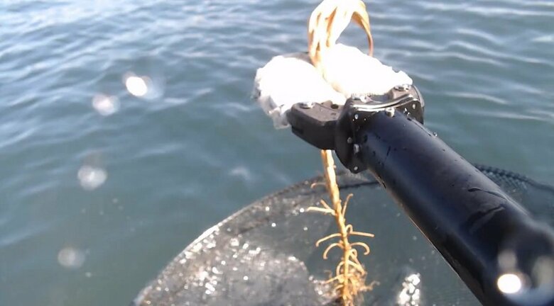 アームで挟んだまま水上へ…採集されたトリノアシ（提供：サンシャイン水族館）