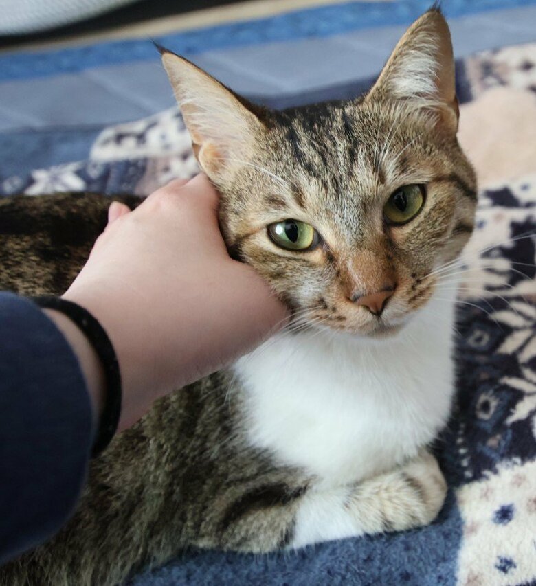 提供：猫のテトさん