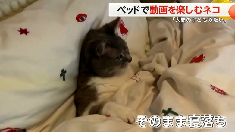 （提供：meg（@megthekitten））