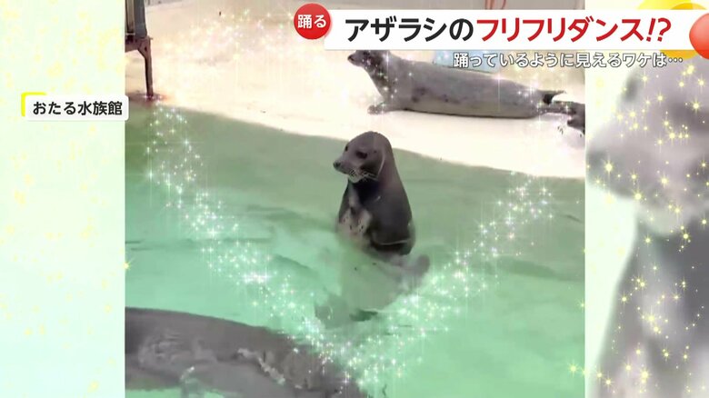 メスのゴマフアザラシ｢せいこちゃん」（北海道・小樽市「おたる水族館」）