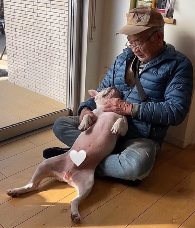 へそ天でおじいちゃんと見つめ合うブン太くん