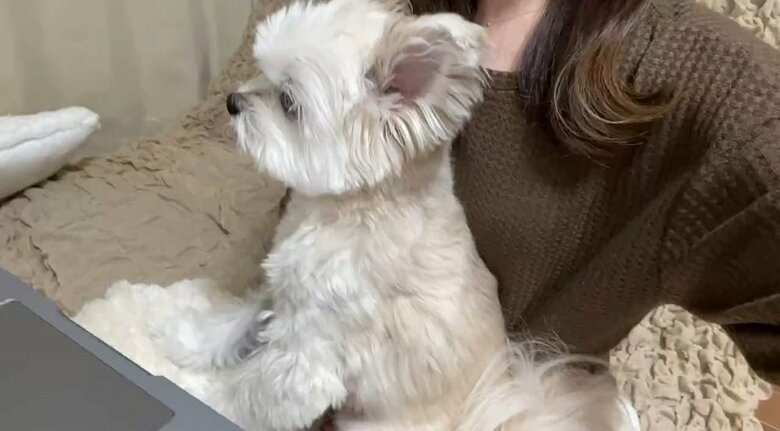 仕事をしたい飼い主さんVS仕事をさせたくないぽんたくん