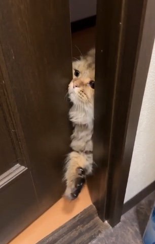 提供：ひなたさん